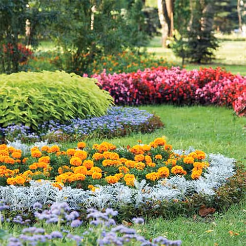 A colorful garden with neatly arranged flower beds featuring orange, white, purple, pink, and green plants, surrounded by grass and trees in the background.