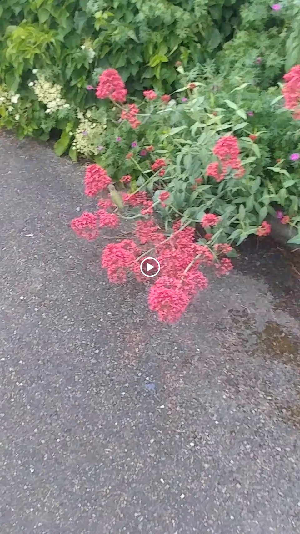 A garden area with green leafy plants and clusters of small pink flowers growing beside a paved pathway.