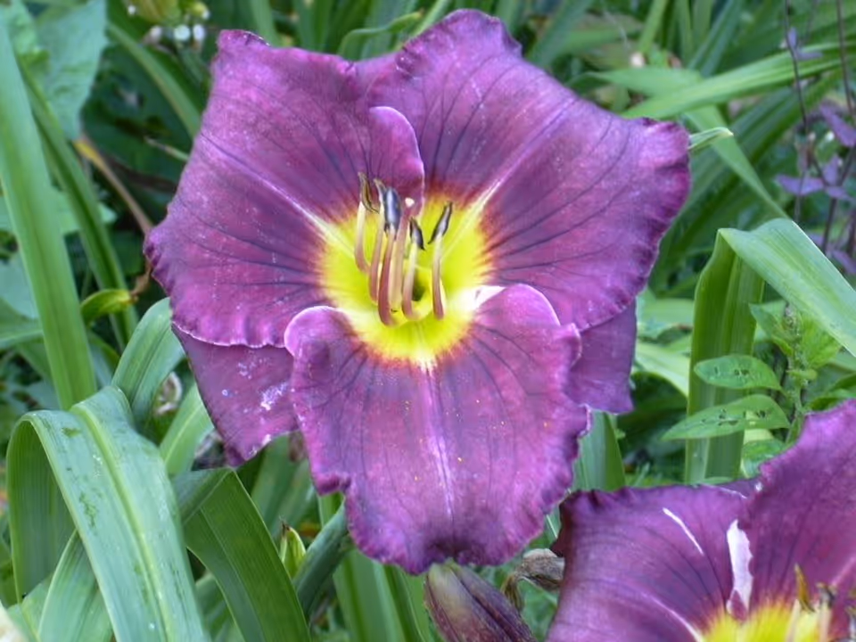 Close-up of a vibrant purple daylily flower with a yellow center surrounded by green leaves and stems.