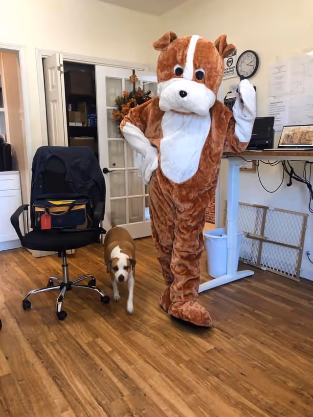 Person in a large brown-and-white dog costume standing beside a small brown-and-white dog in an office setting.
