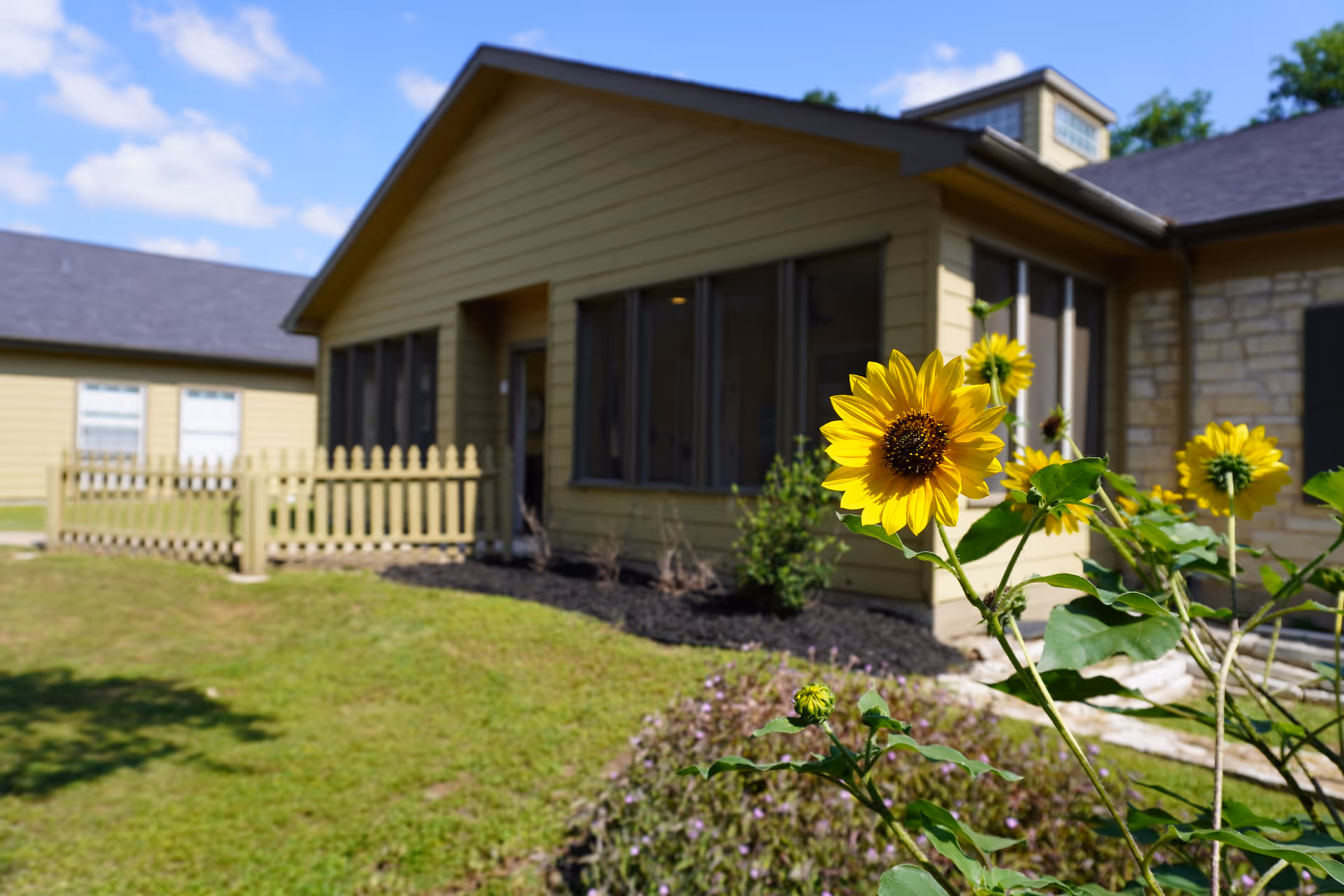 Yellow sunflowers in the foreground with a single-story yellow building and picket fence in the background.