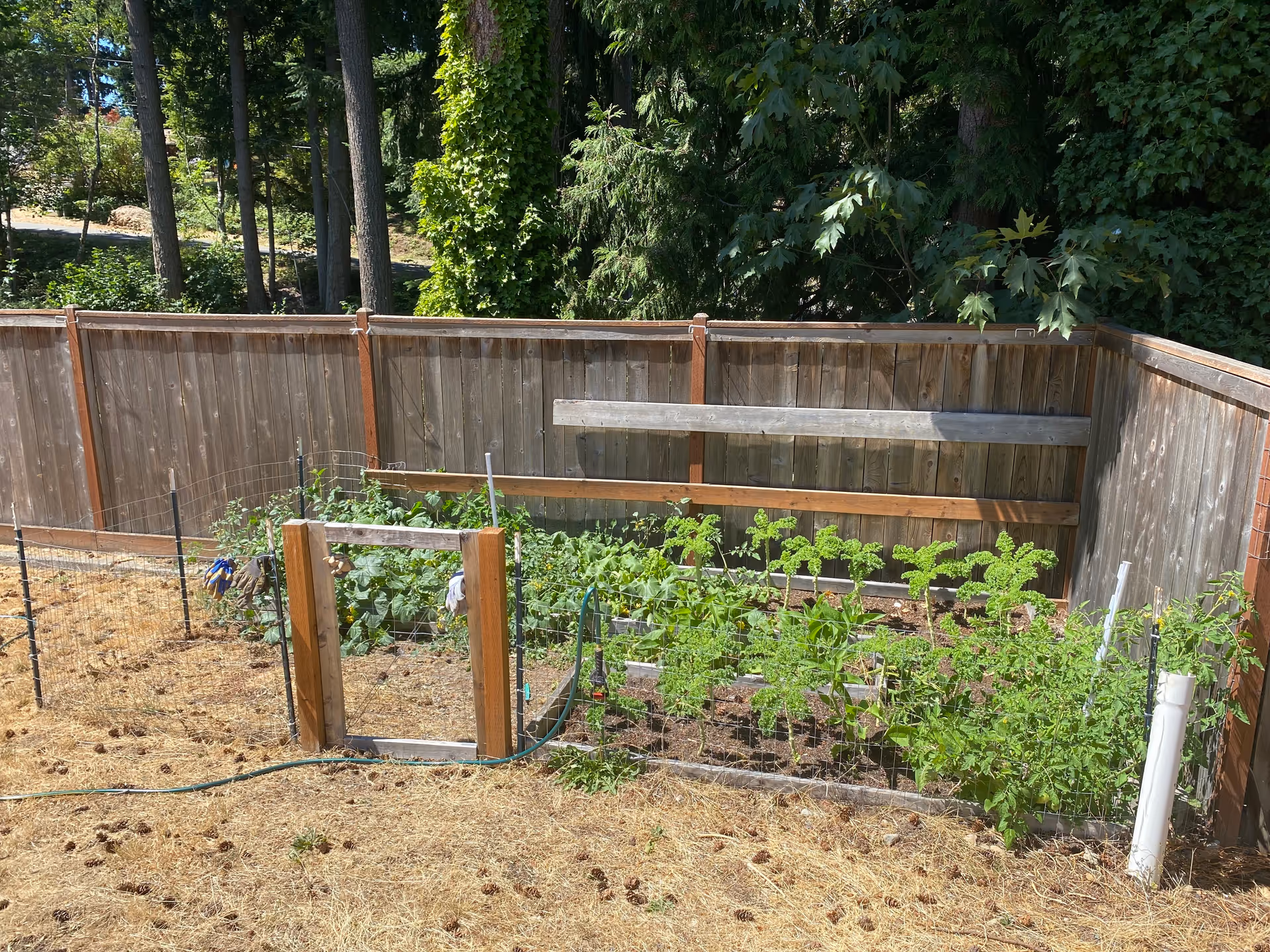A small fenced garden area with various green plants growing inside. The garden is bordered by a wooden fence and surrounded by dry grass and pine cones. Trees and dense greenery are visible beyond the fence.