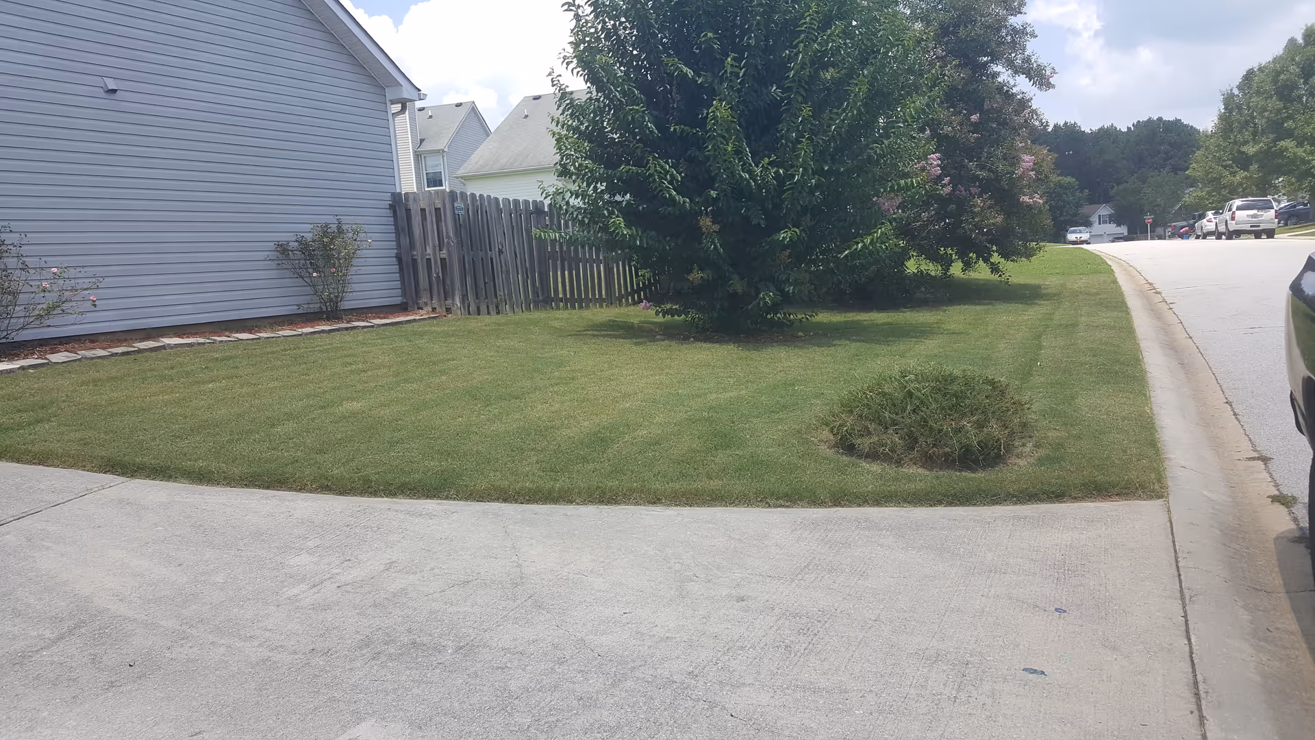 Residential front yard with a trimmed lawn, a small tree by a wooden fence and houses along a quiet street.