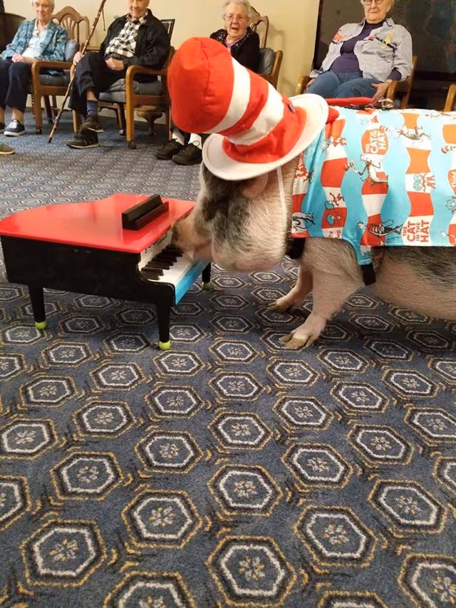 A pig wearing a red and white striped hat and a colorful Cat in the Hat-themed shirt is playing a small red and black piano on a patterned carpet. In the background, four elderly people are seated in chairs, watching the pig.