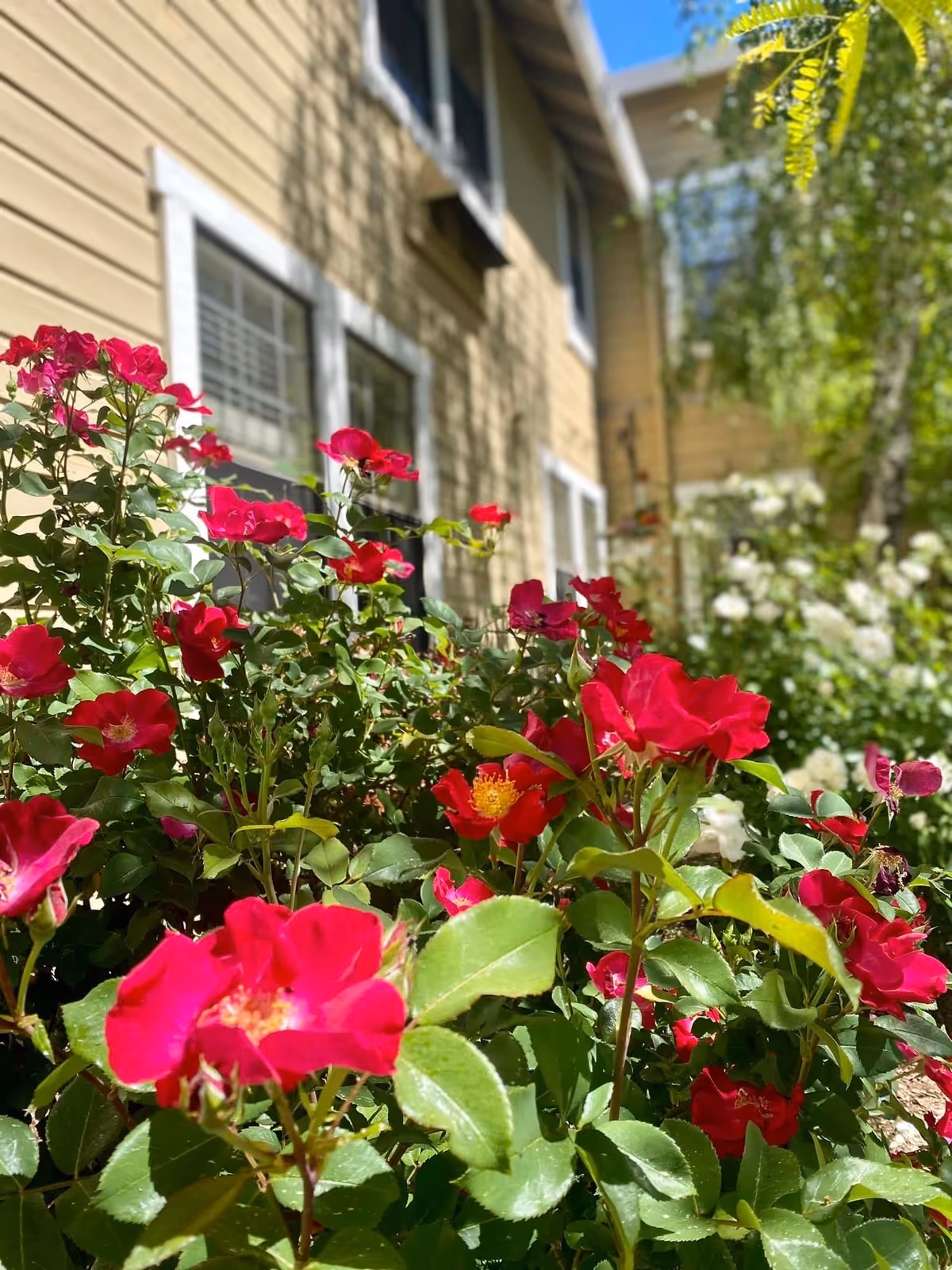 Close-up view of vibrant red flowers and green leaves in a garden bed next to a beige building with white-trimmed windows, under a clear blue sky.