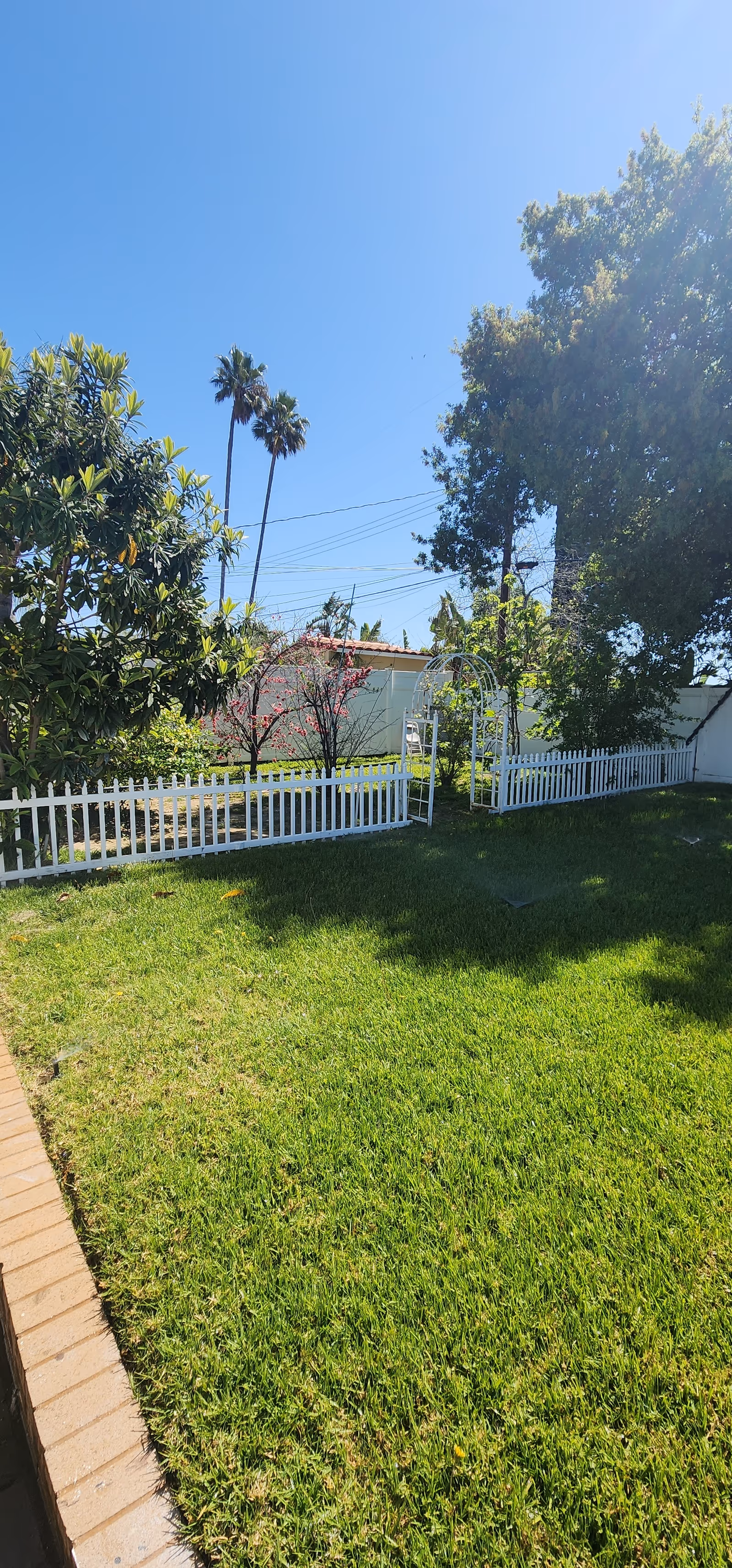 A sunny outdoor garden area with a well-maintained green lawn, a white picket fence, various trees including palm trees, and a white garden archway. The sky is clear and blue.