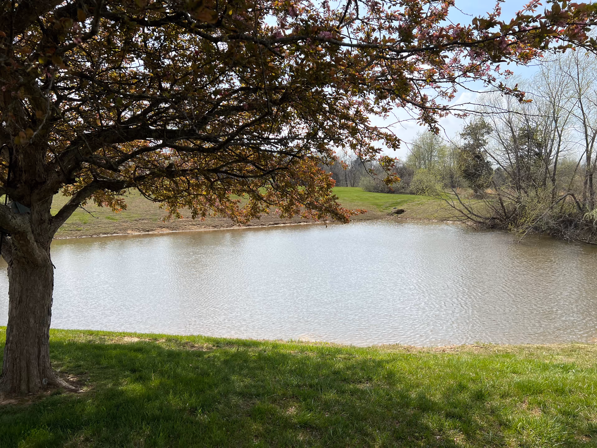 A leafy tree shades a grassy bank beside a small pond with trees and open land in the background.