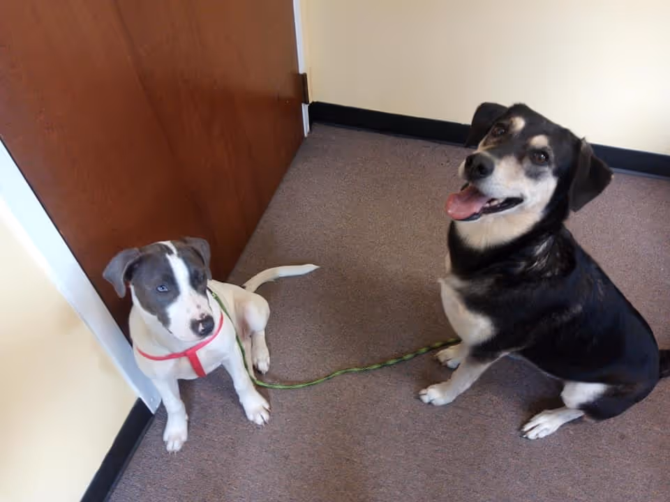 Two dogs on a carpeted floor by a wooden door inside a room, one black-and-tan sitting and panting and one white-and-gray puppy wearing a pink harness.