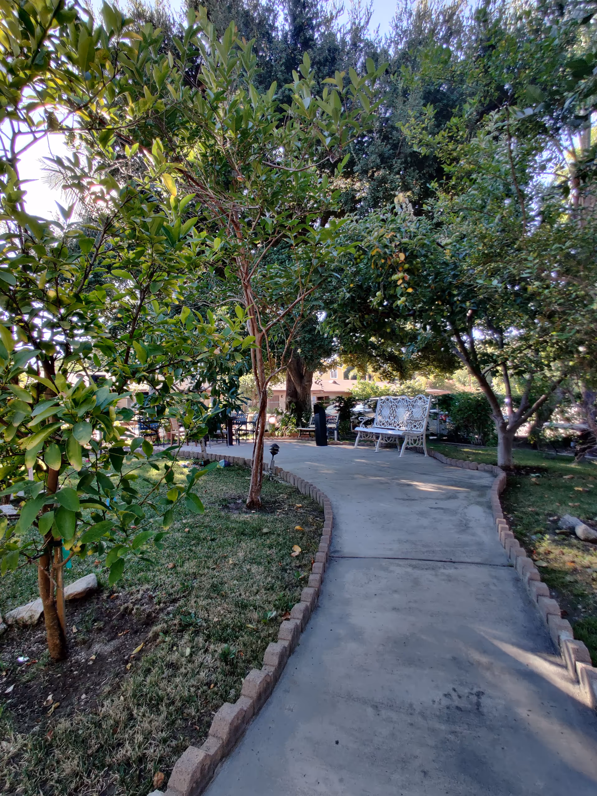 Curved paved walkway through a leafy garden lined with small trees and a white metal bench.