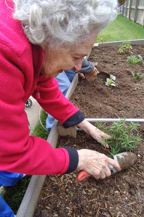 An elderly woman with white curly hair wearing a bright pink jacket is gardening outdoors. She is using a small trowel to plant a green herb in a raised garden bed filled with soil. Another person is partially visible in the background also working in the garden.