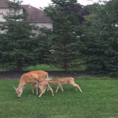 A deer and two fawns grazing on green grass in front of a row of evergreen trees with a house partially visible in the background.