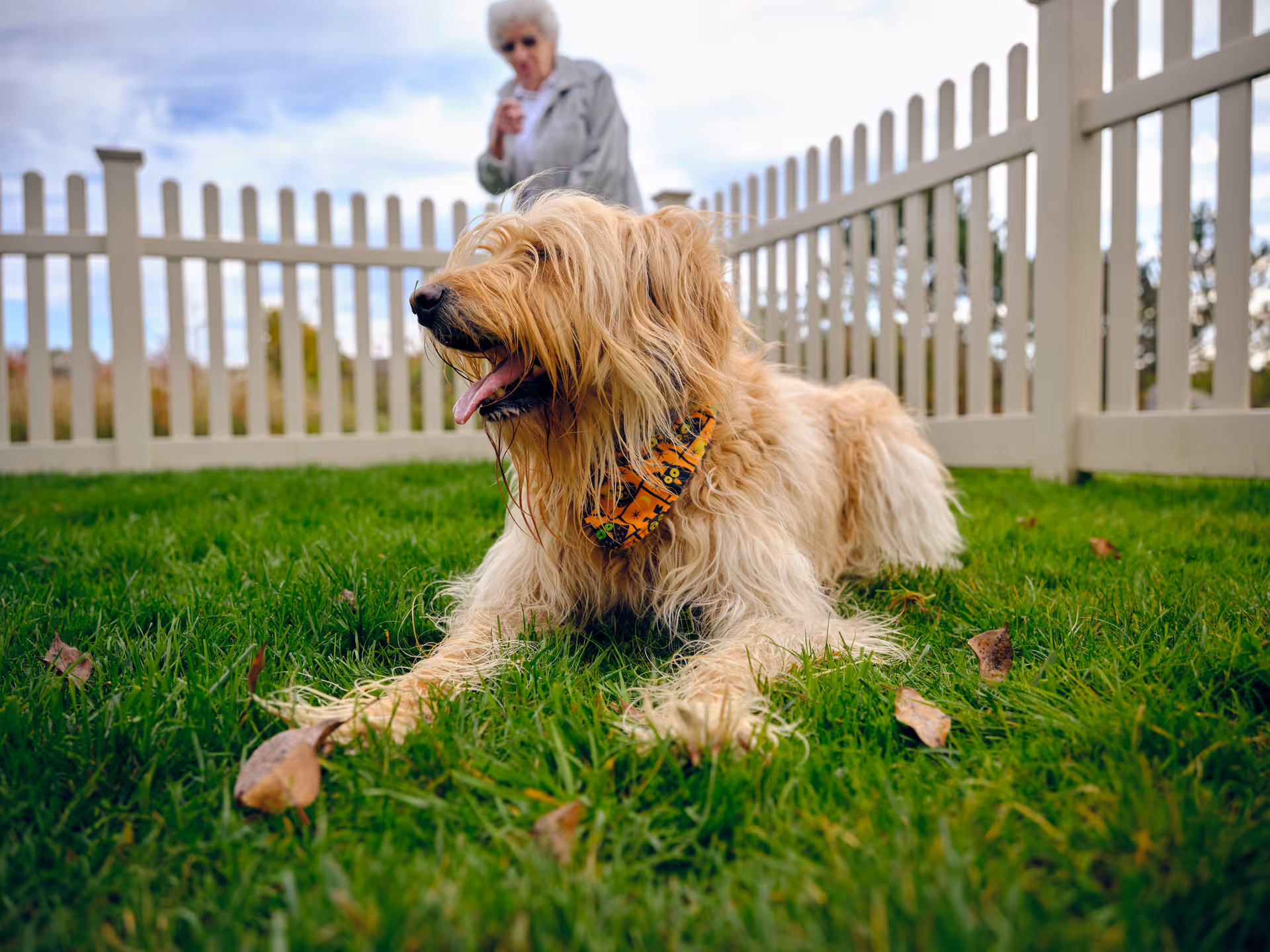 A large, fluffy light brown dog wearing a colorful bandana is lying on green grass inside a fenced yard. In the background, an elderly woman with white hair and sunglasses is standing near a white picket fence, looking towards the dog.