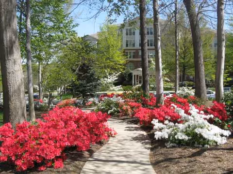 Sunlit path winds through vibrant red and white azaleas toward a building entrance.