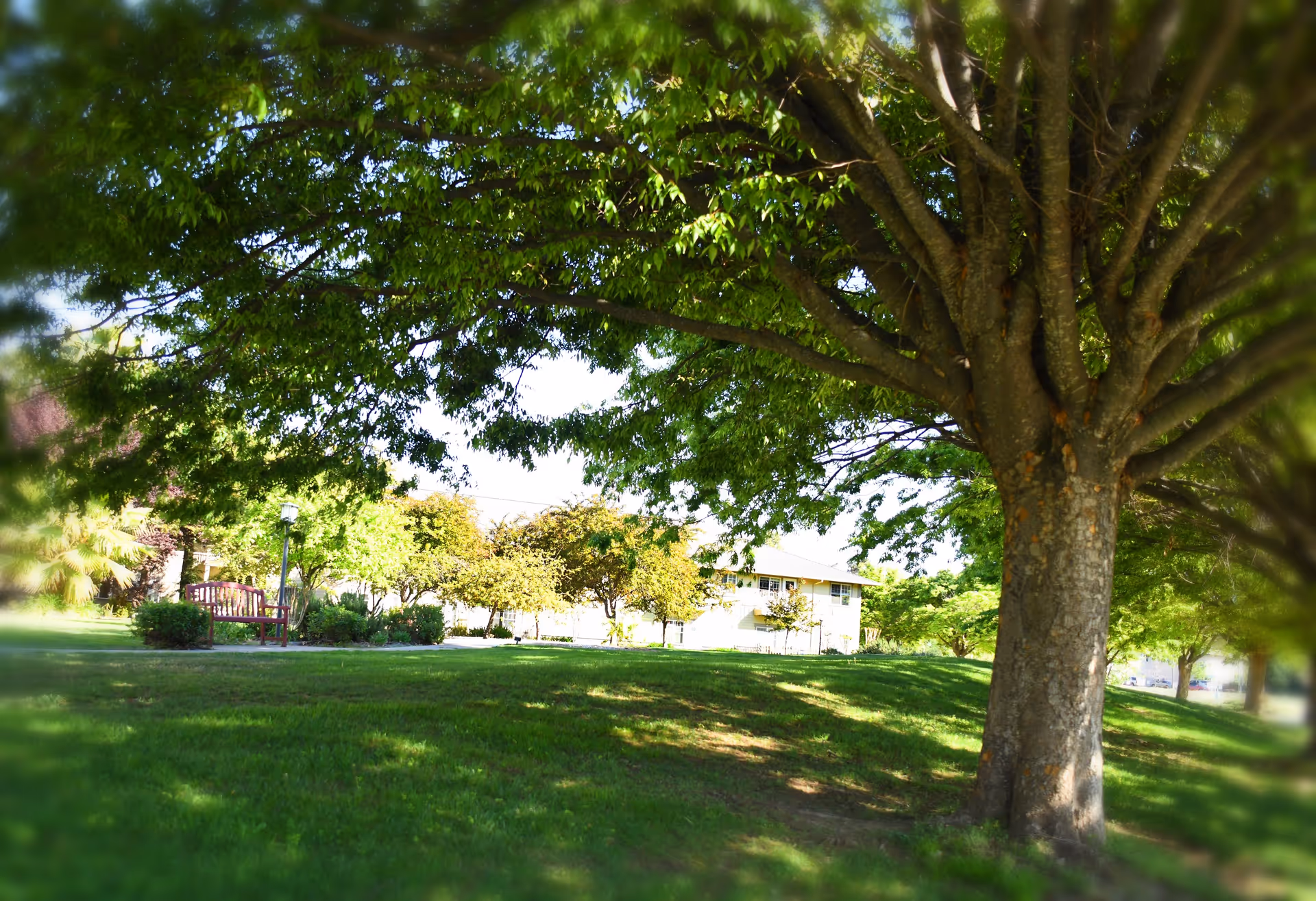 A large tree with dense green foliage providing shade over a grassy area in a garden or park. In the background, there is a bench, bushes, and a building partially visible through the trees.