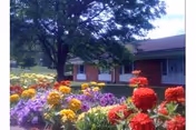 A garden with colorful flowers including red, yellow, and purple blooms in front of a single-story brick building with white-framed windows and a large tree providing shade.