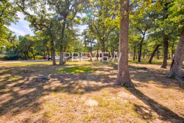 A sunlit outdoor area with numerous trees casting shadows on the grassy ground, featuring patches of dry grass and tree stumps scattered throughout the scene.