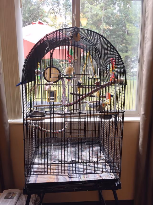 A large black metal birdcage with various colorful toys and perches inside, housing a cockatiel bird. The cage is placed in front of a window with a view of green trees and a red barn outside. Beige curtains frame the window on both sides.
