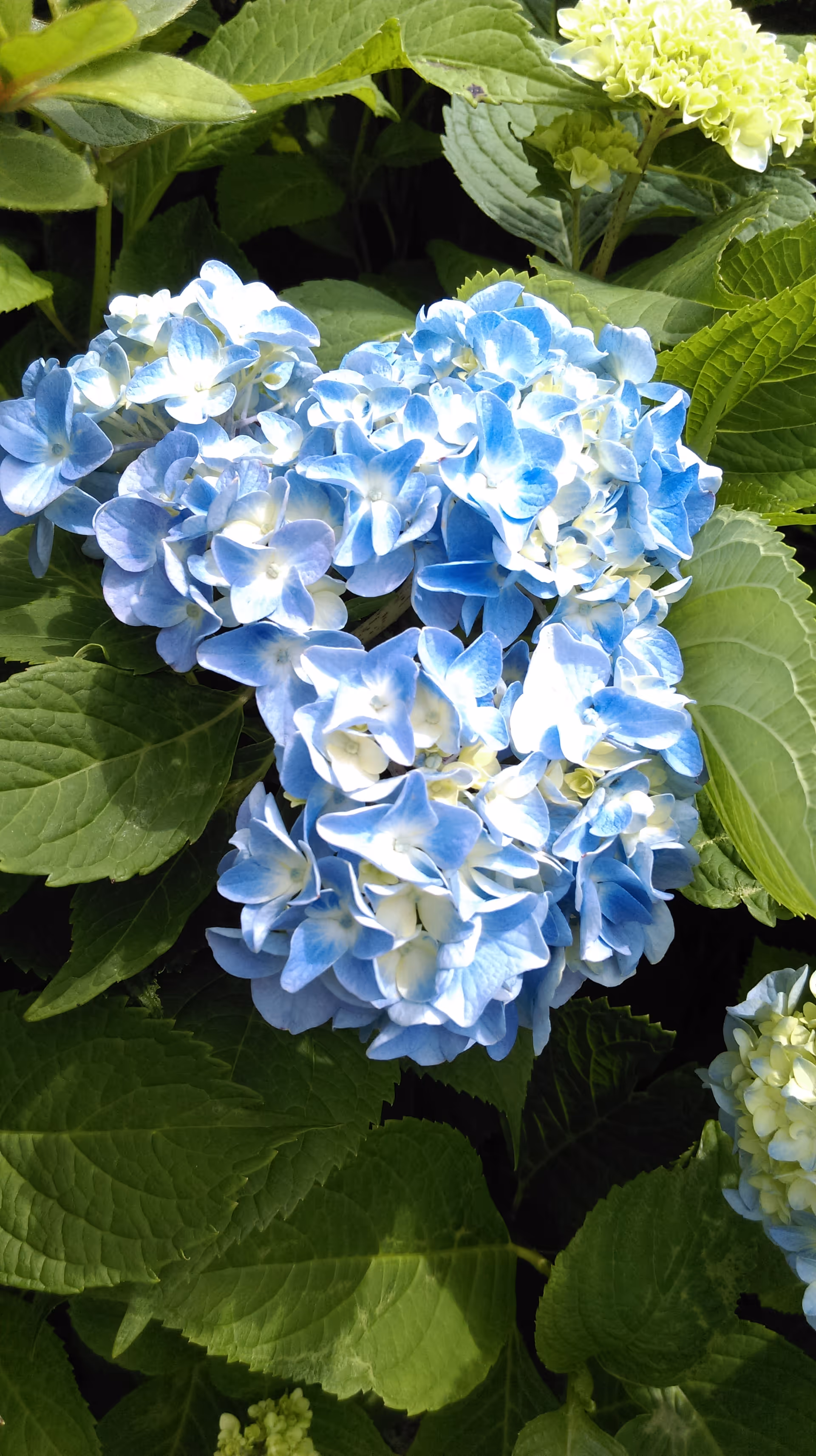 Close-up of a blue hydrangea bloom surrounded by green leaves.