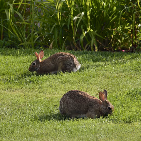 Two rabbits grazing on a grassy lawn with leafy plants in the background.