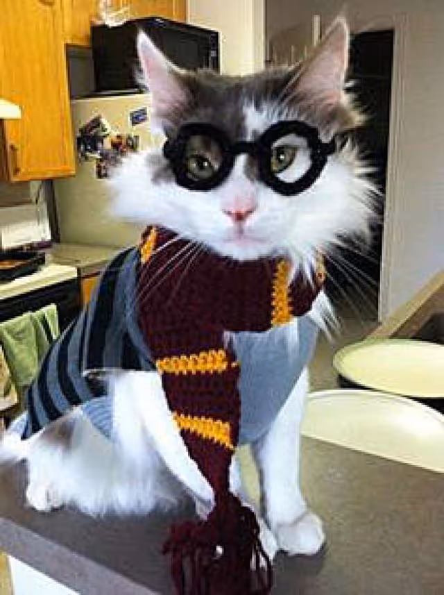 A white and gray cat wearing black round glasses and a maroon and yellow striped scarf, sitting on a kitchen counter with wooden cabinets, a microwave, and a refrigerator in the background.