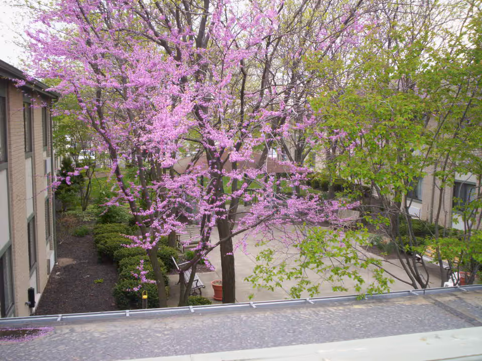 Courtyard between buildings with a pink-flowering tree, benches, and walkways.