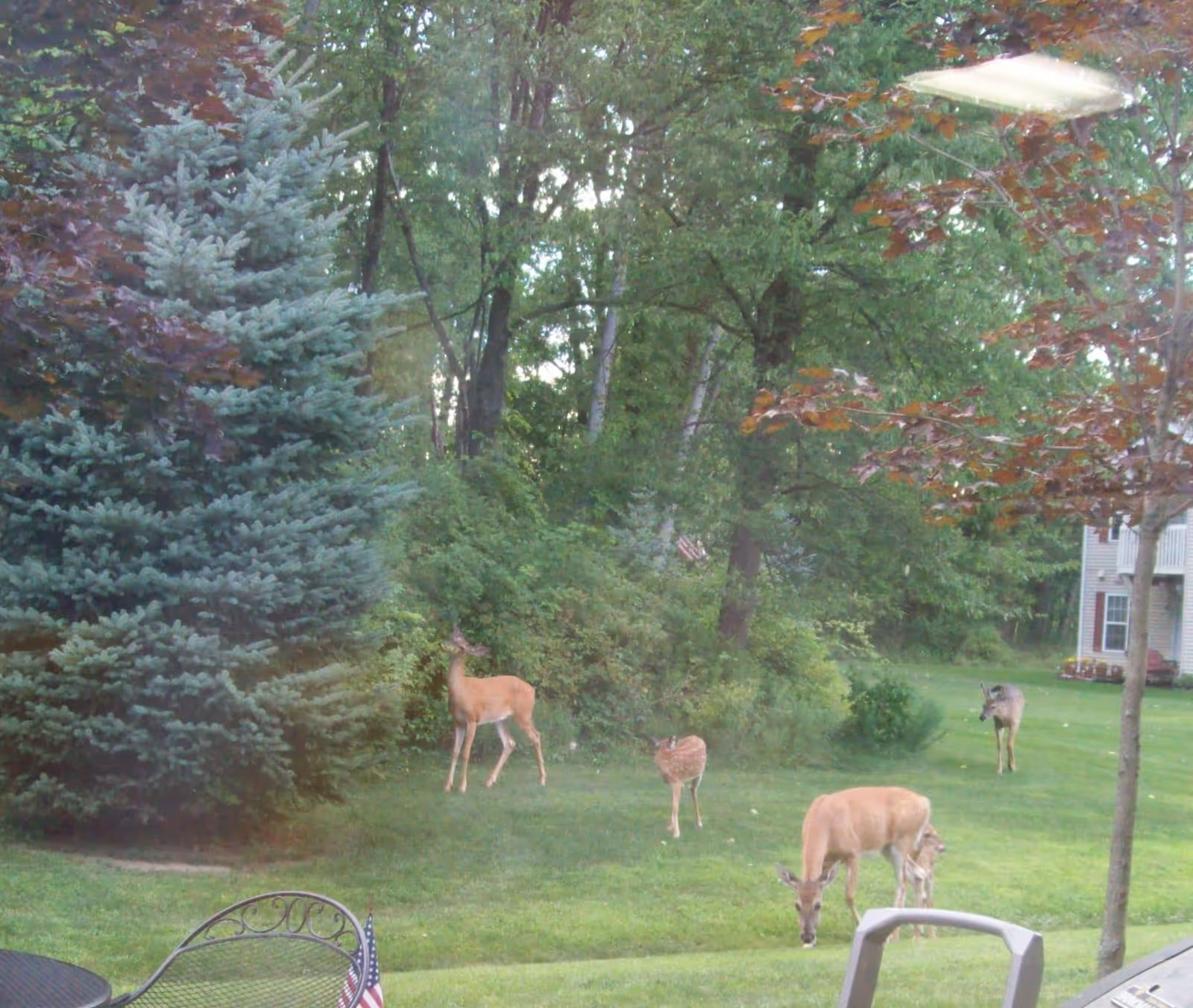 A grassy outdoor area with four deer grazing and standing near trees and bushes. There is a large evergreen tree on the left and a deciduous tree on the right. Part of a patio with metal chairs and a small American flag is visible in the foreground. A building with balconies is partially visible in the background on the right.