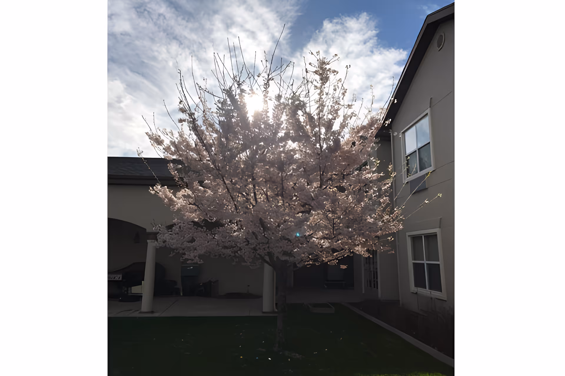 A blooming tree with light pink flowers stands in a courtyard area with the sun shining through its branches. Surrounding the tree are parts of a building with windows and a covered patio area with columns.