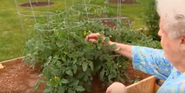 A person tending tomato plants in a raised outdoor garden bed.