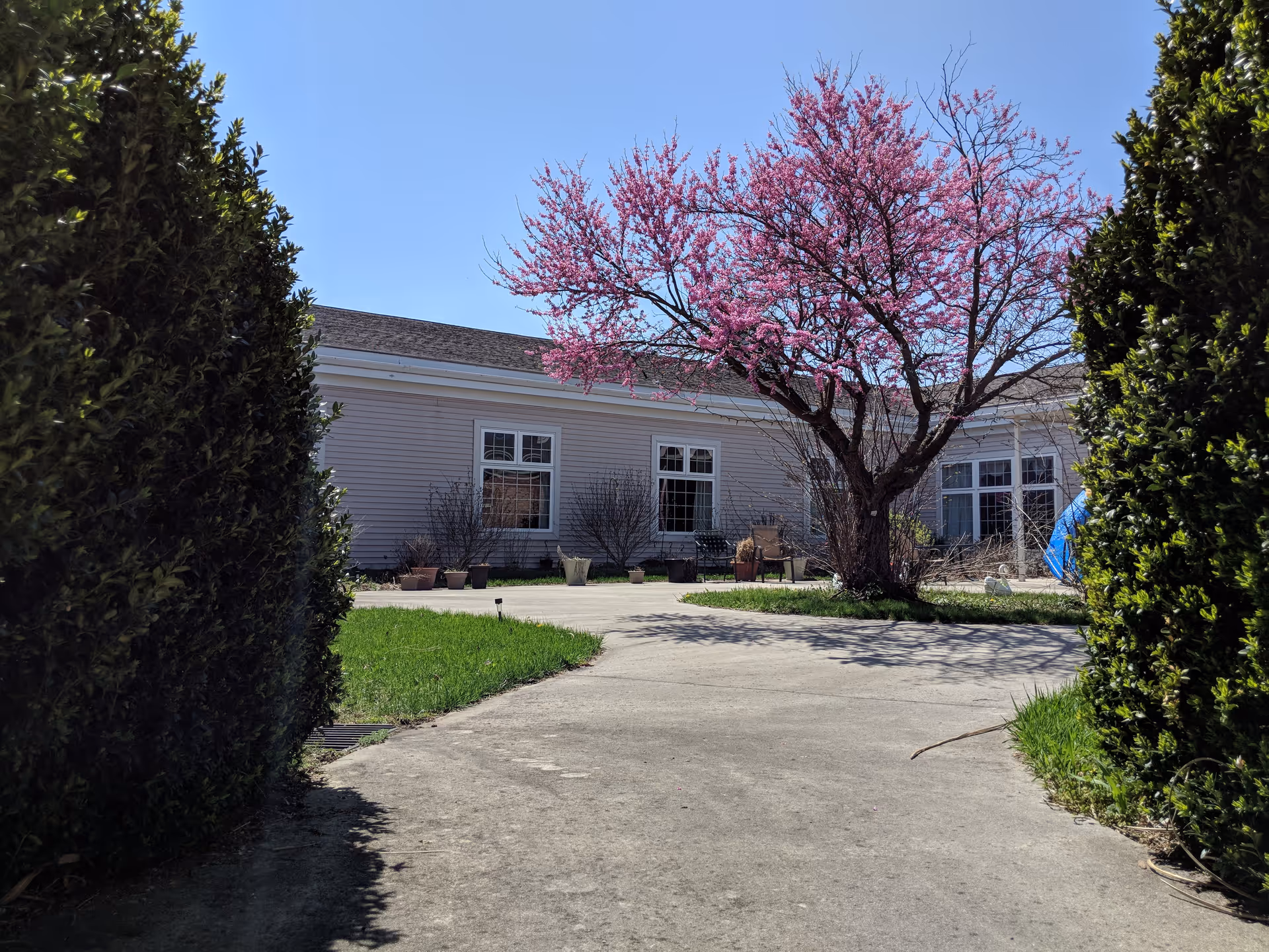 Outdoor courtyard area of Claremont Nursing & Rehabilitation Center with a concrete pathway, green grass, a blooming tree with pink flowers, and the building with windows in the background under a clear blue sky.