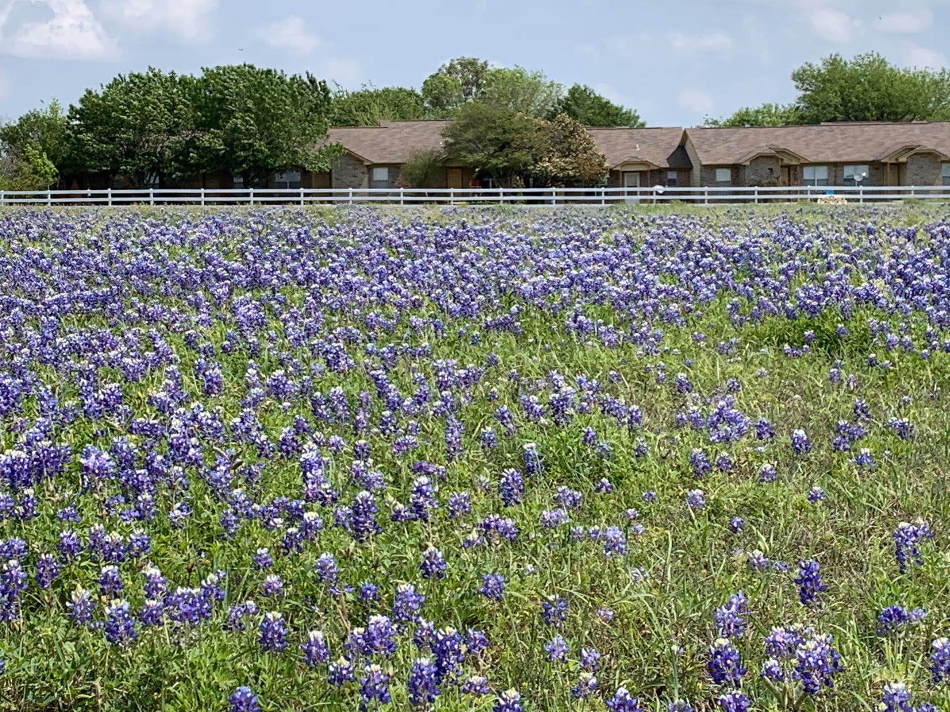 A field of purple wildflowers stretches in front of a low brick building and white fence under a partly cloudy sky.
