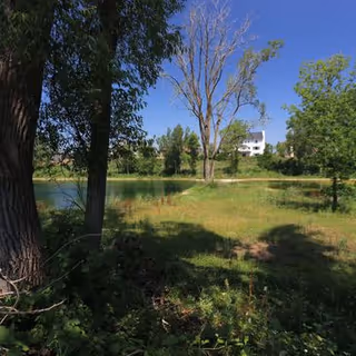 An outdoor scene with a pond, tall trees, and a grassy area with a distant white building.