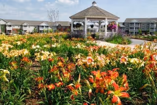 A vibrant garden filled with blooming orange and yellow flowers in front of a white gazebo. In the background, there are multi-story residential buildings with balconies under a clear sky.