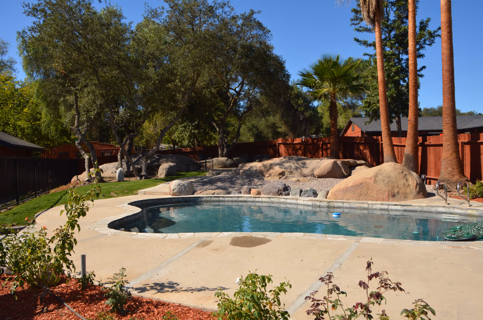A backyard swimming pool surrounded by large rocks, palm trees and a red wooden fence under a clear blue sky.