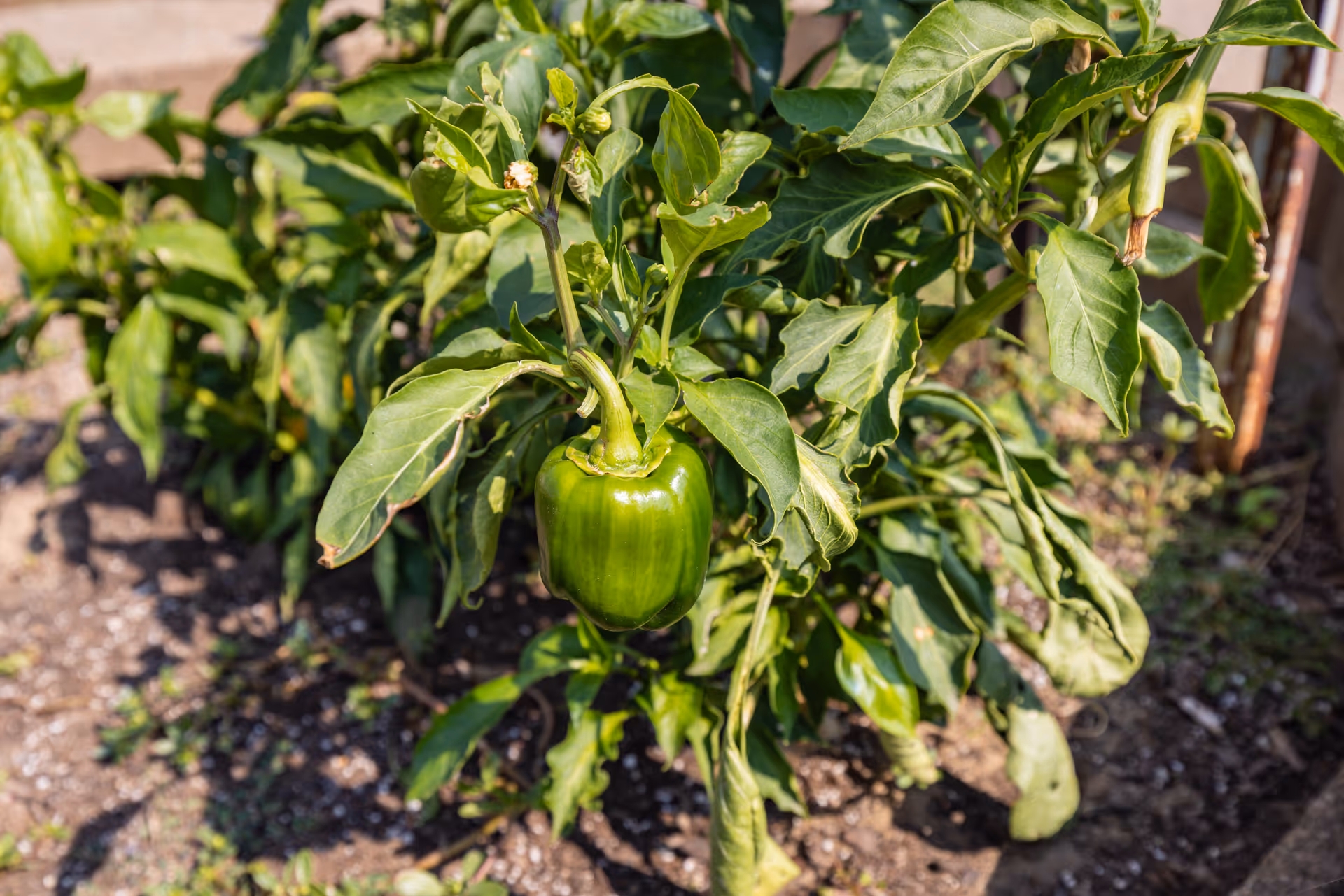 A close-up of a green bell pepper growing on a plant in a garden with soil and other green plants in the background.