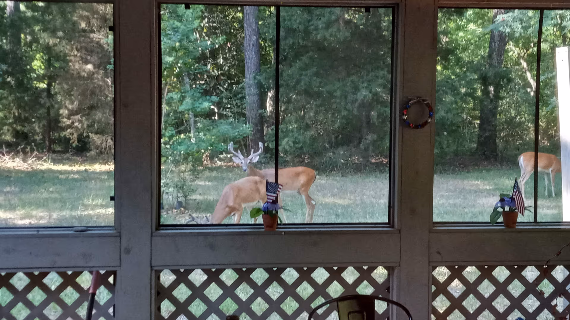 Two deer, including a buck, grazing in a grassy yard visible through screened porch windows with potted plants and small American flags on the sill.