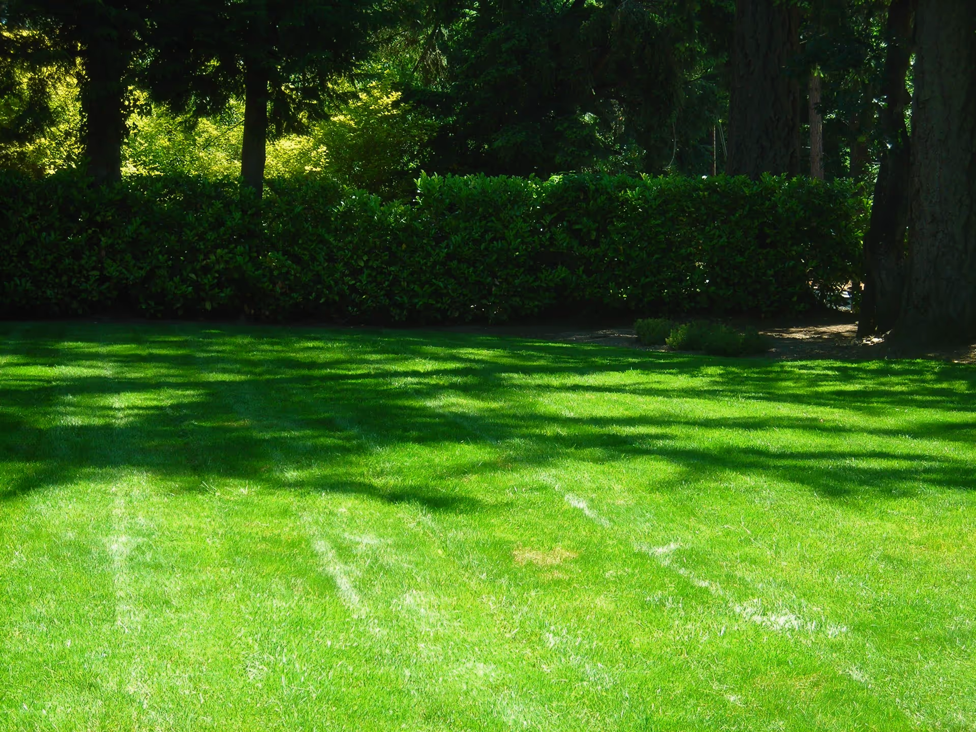 Sunlit green lawn with a hedge and trees casting shadows in the background.