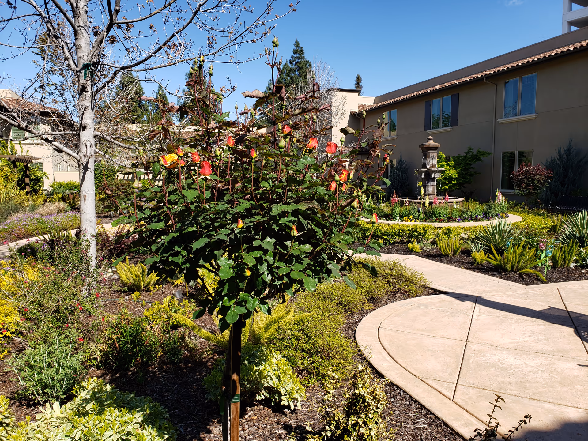 Outdoor courtyard garden with a curved walkway, lush plants, and a fountain near a building.