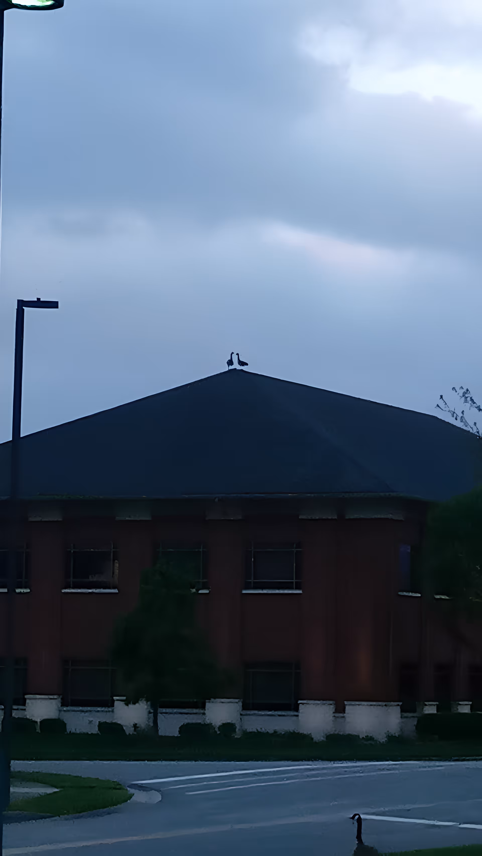 A dark building with a sloped roof under a cloudy sky during dusk or dawn. Two birds are perched on the peak of the roof, and one bird is standing on the ground near a curved road in front of the building. A streetlamp is visible on the left side of the image.