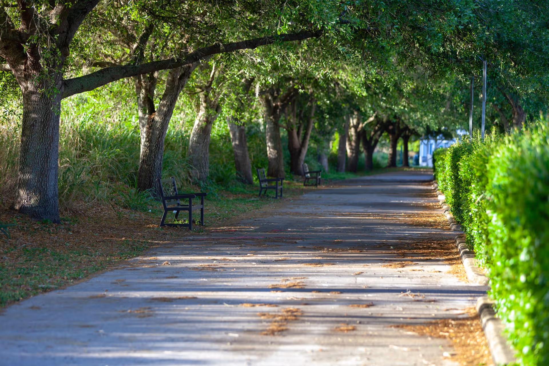 A shaded outdoor pathway lined with trees on the left and neatly trimmed green hedges on the right. Several empty benches are placed along the left side of the path under the trees, with sunlight casting shadows on the ground.