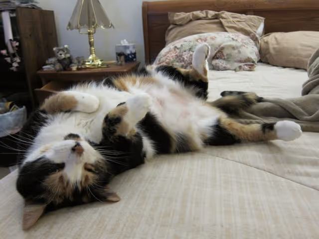 A calico cat lying on its back on a bed with beige bedding. The bed has a wooden headboard and several pillows, including a floral-patterned one. A nightstand with a brass lamp, a tissue box, and a small teddy bear is visible in the background.