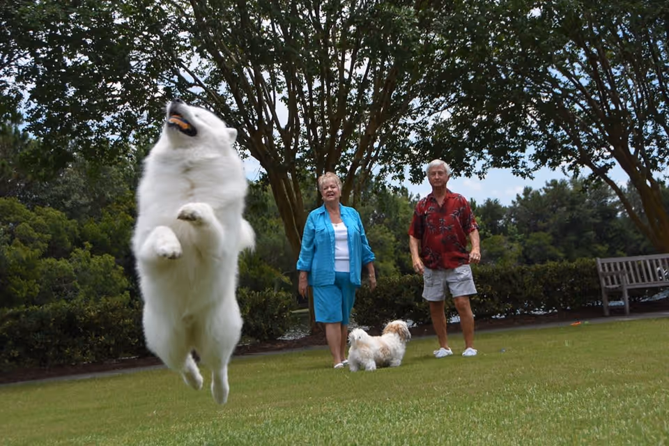An elderly couple standing on a grassy lawn with two dogs, one large white dog jumping in the air and a smaller dog standing on the ground. Trees and bushes are in the background under a partly cloudy sky.