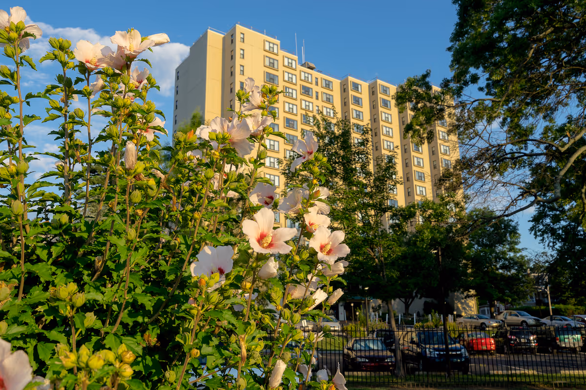 A tall beige residential building with many windows is seen behind blooming white and pink flowers and green foliage. There are trees and parked cars in front of the building under a clear blue sky.