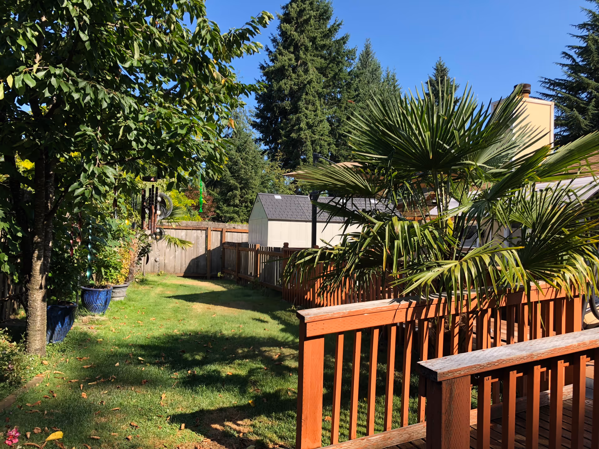A sunny outdoor garden area with green grass, a wooden fence, several potted plants including a palm, and a small shed in the background. Trees and a clear blue sky are visible.