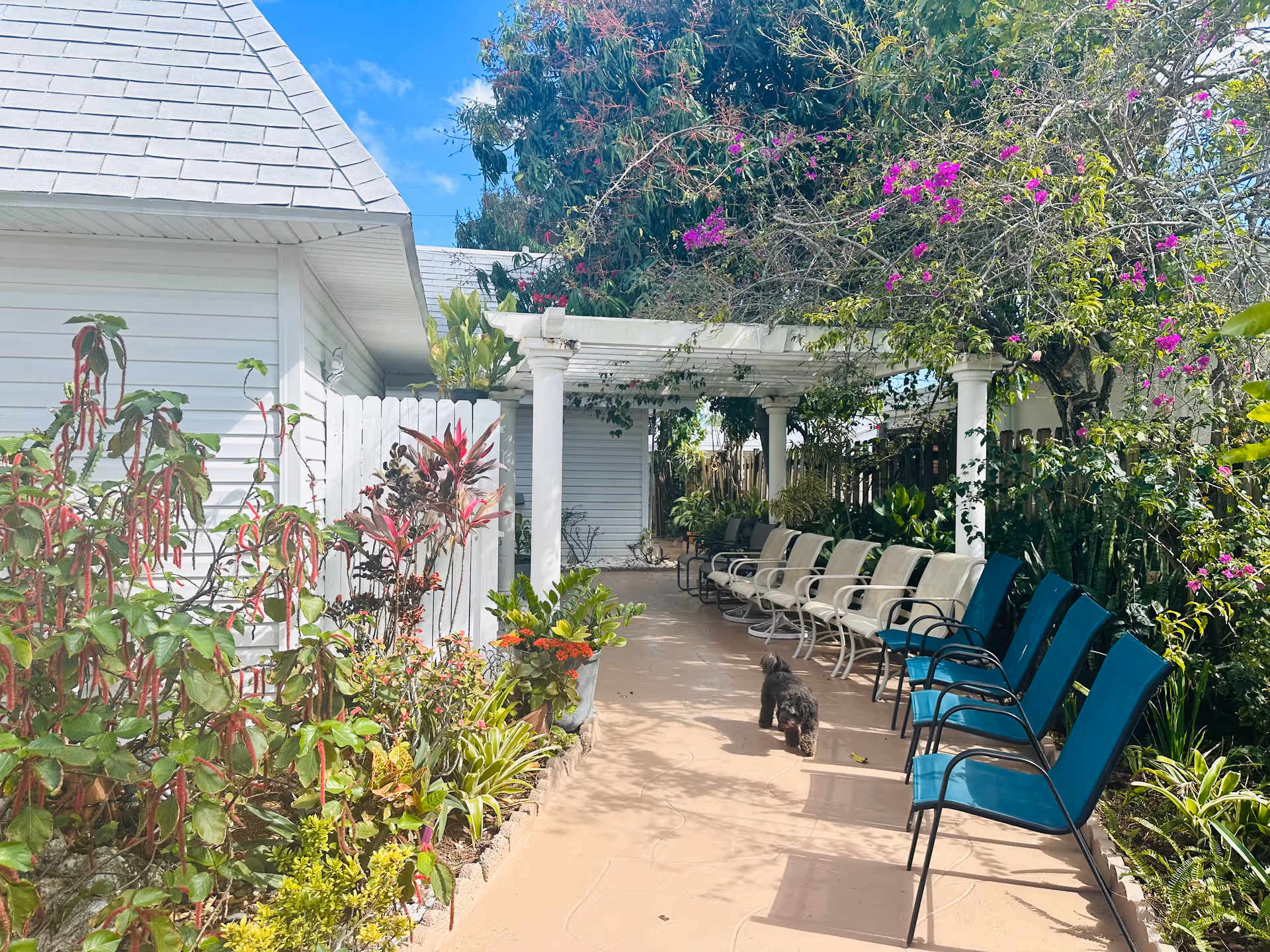 Outdoor patio area at Open Heart Retirement Home with a row of beige and blue chairs lined up along a walkway. The area is shaded by a white pergola covered with flowering vines and surrounded by lush green plants and colorful flowers. A small black dog is walking on the pathway.