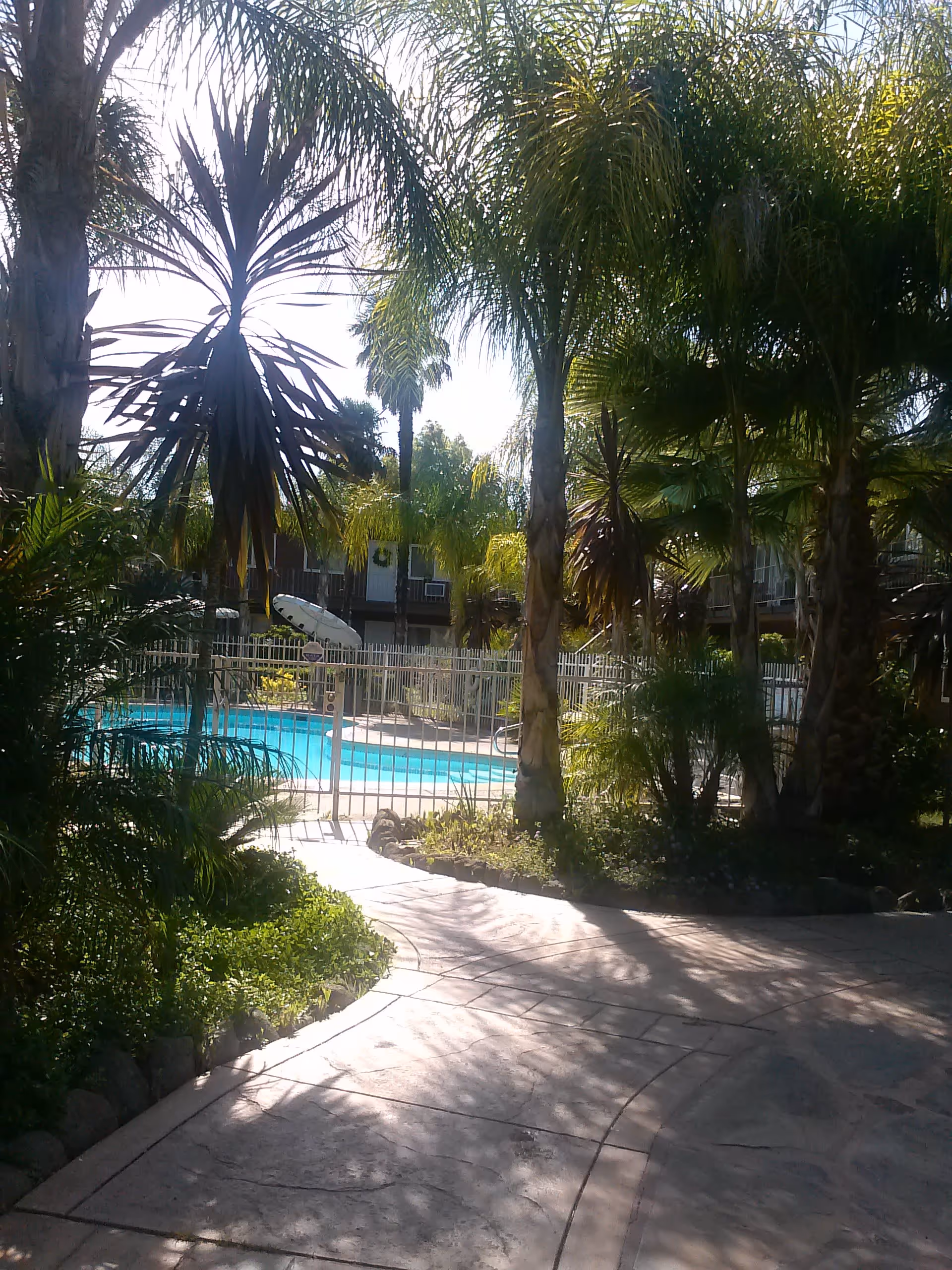 Outdoor view of a swimming pool surrounded by a metal fence with palm trees and lush greenery around a paved walkway in a residential or senior living facility.