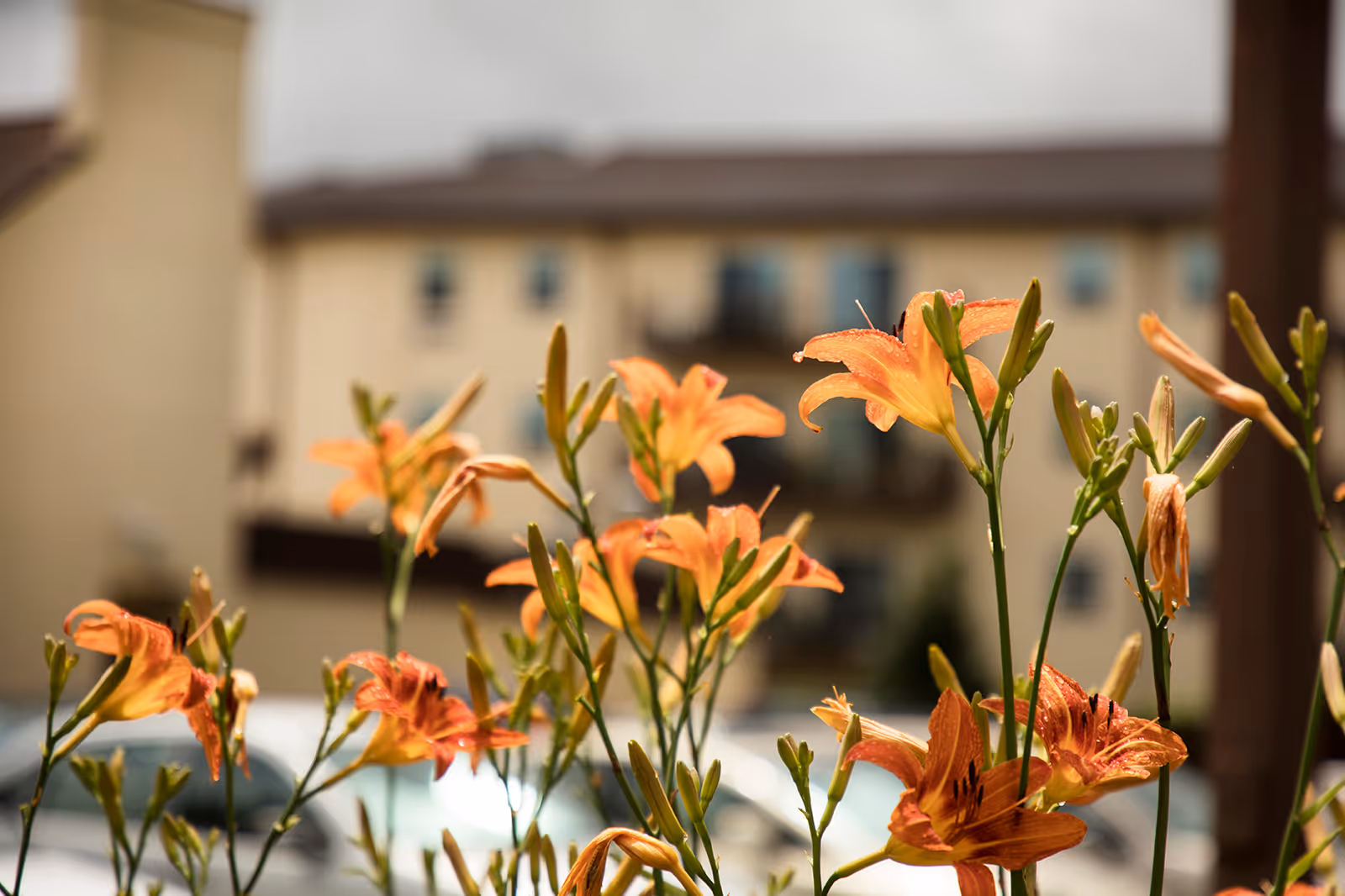 Close-up view of orange daylilies with a blurred background of a beige building and parked cars.