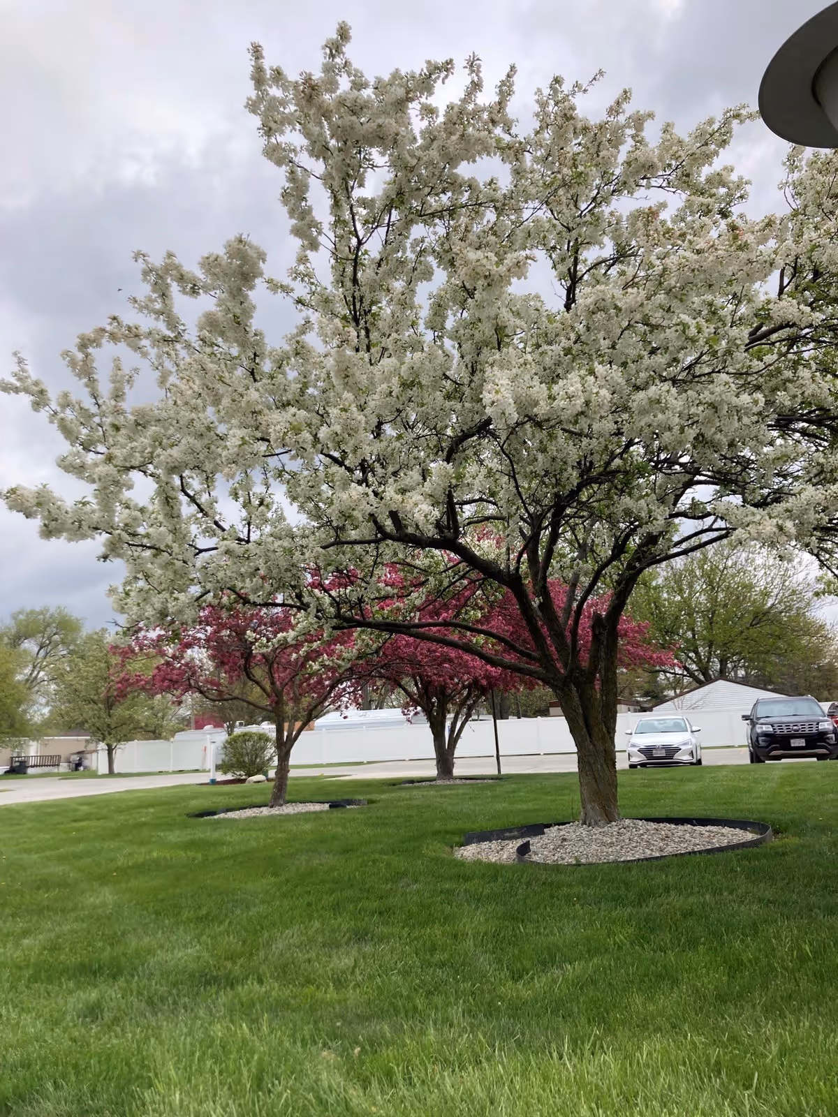 A landscaped outdoor area with green grass and several trees in bloom, featuring white and pink flowers. In the background, there is a white fence, a few parked cars, and a cloudy sky.