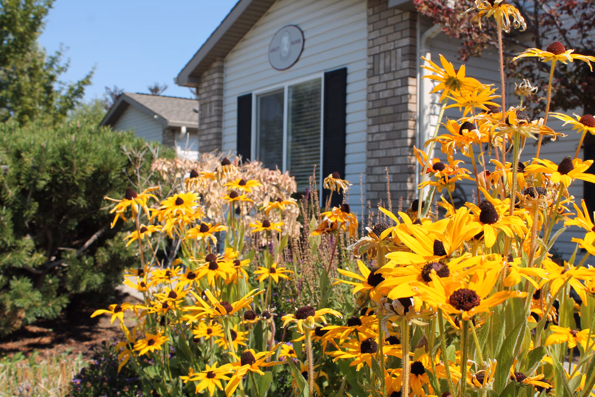 Bright yellow flowers in full bloom in front of a building with light-colored siding, black shutters, and a window. The building is partially visible with some greenery and bushes around it under a clear blue sky.