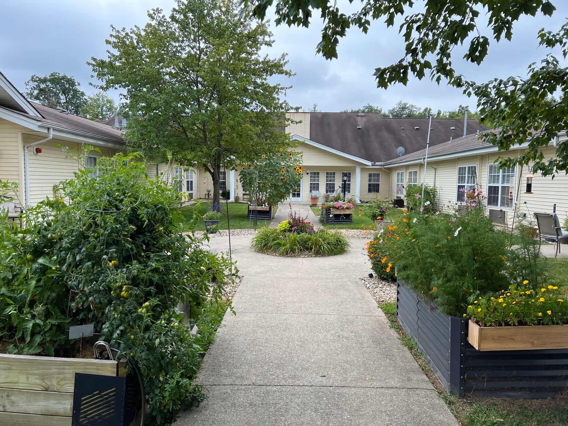 Outdoor courtyard garden area at Cedar Creek of Muncie with a concrete walkway, raised garden beds filled with various plants and flowers, a tree in the center, and a yellow building with multiple windows surrounding the courtyard.
