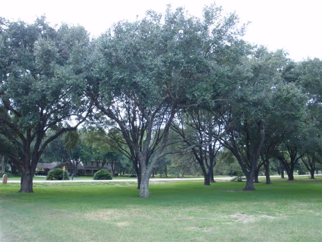 A row of large shade trees standing on a grassy lawn with a road and a building visible in the background.